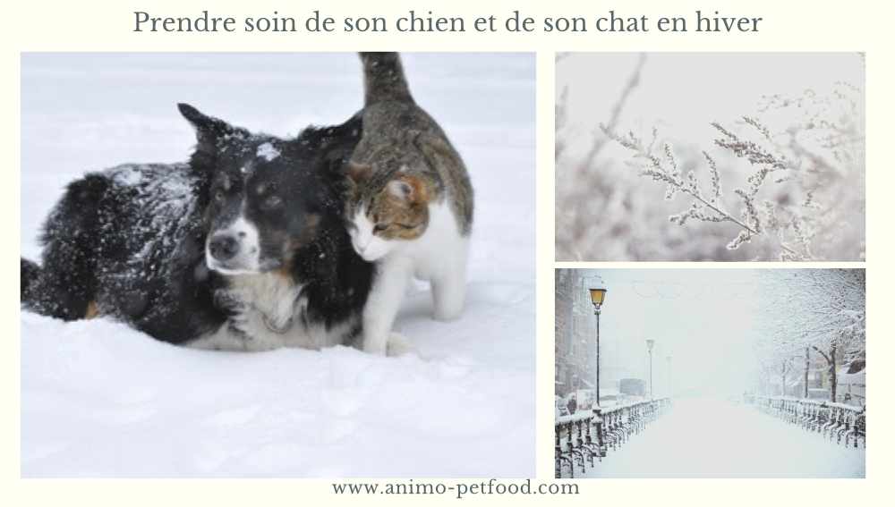 prendre-soin-de-son-chien-et-de-son-chat-en-hiver